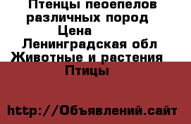 Птенцы пеоепелов различных пород › Цена ­ 50 - Ленинградская обл. Животные и растения » Птицы   